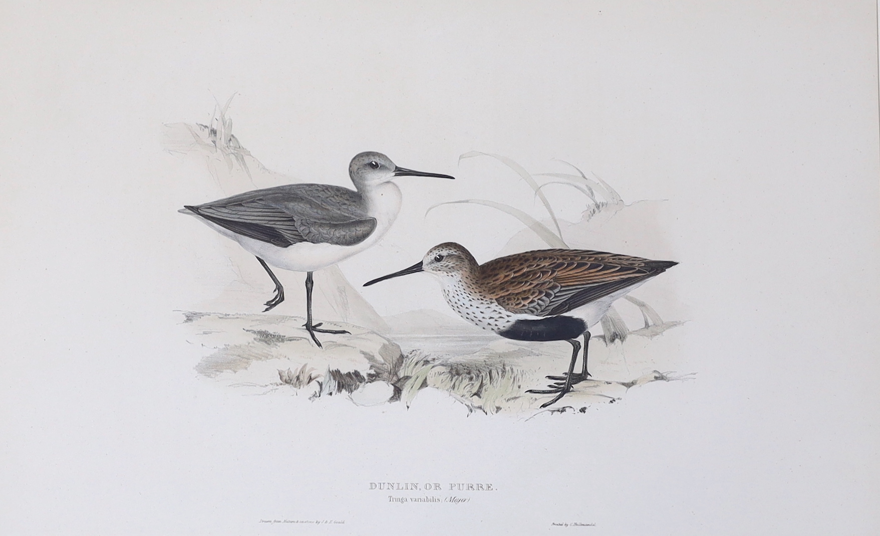 After J and E Gould, colour lithograph, 'Dunlin, or Purre', published by G. Hullmandel, 32 x 51cm